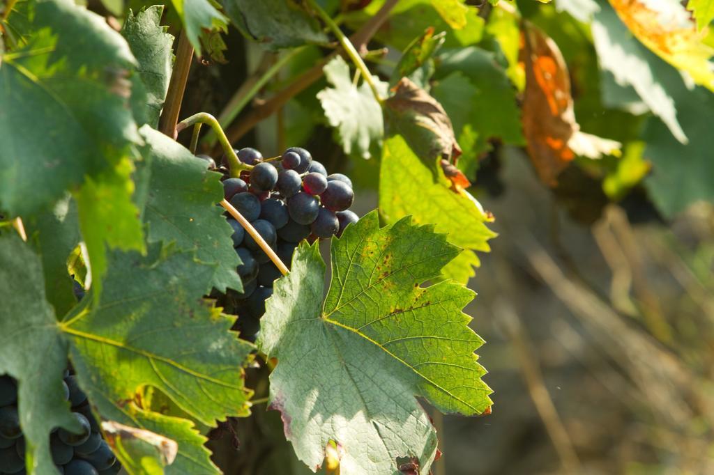 Podere San Lorenzo Terranuova Bracciolini Ngoại thất bức ảnh